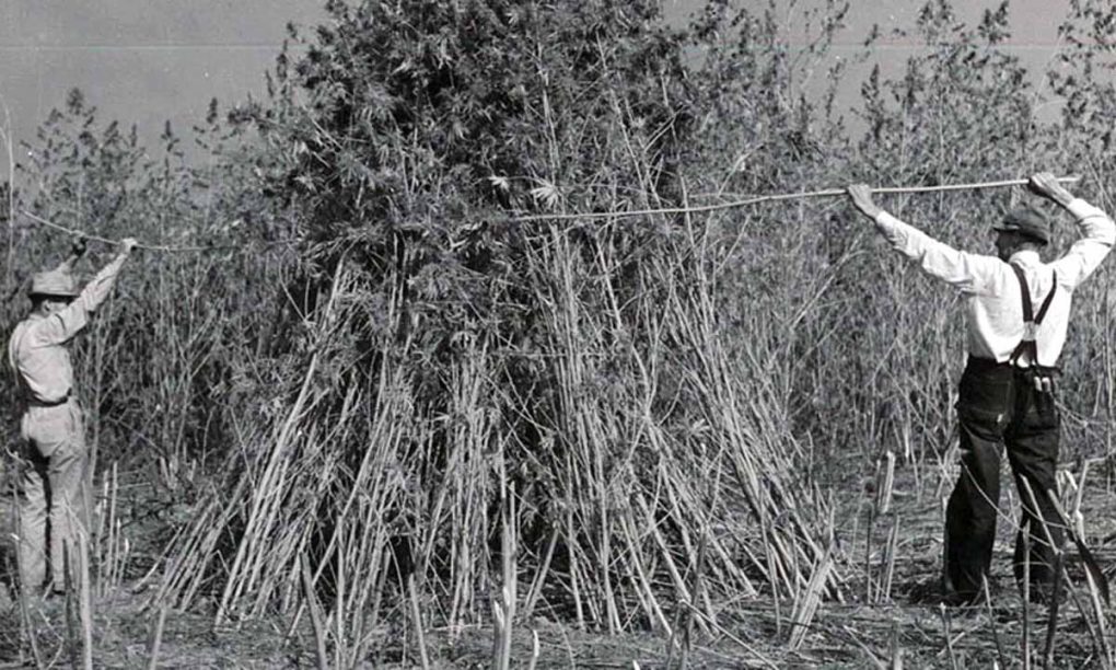 História konope: čiernobiela fotografia zberu konope