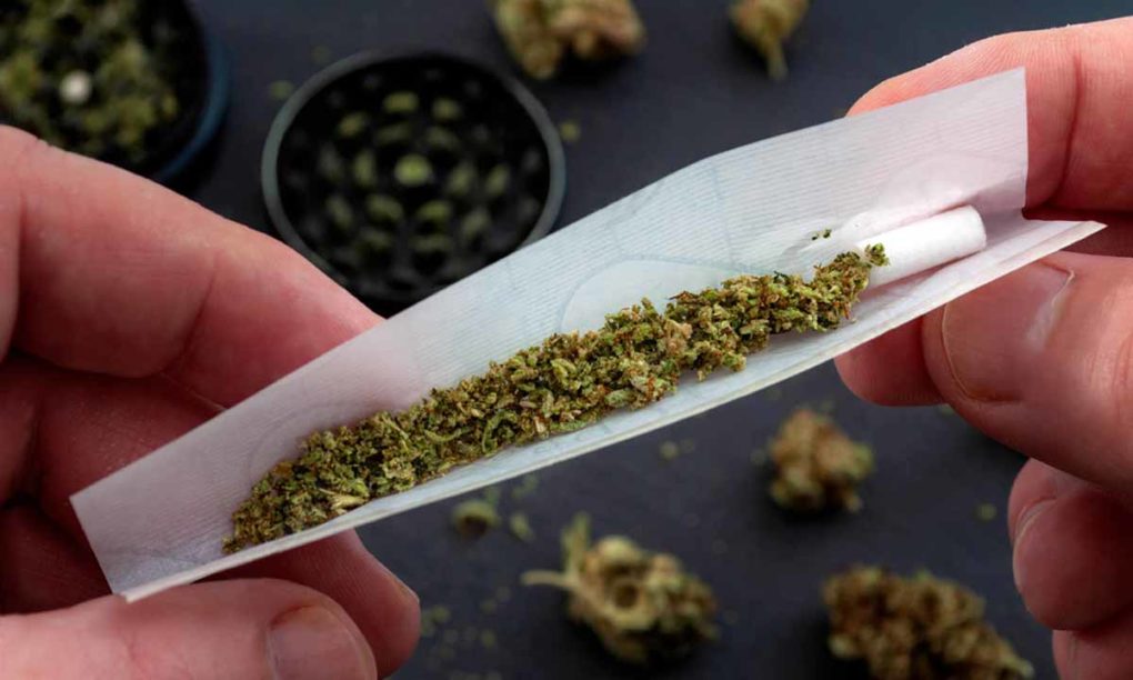 Balenie jointa: podrvená marihuana v papieriku a dve ruky, ktoré joint balia, na pozadí šišky konope a drvička